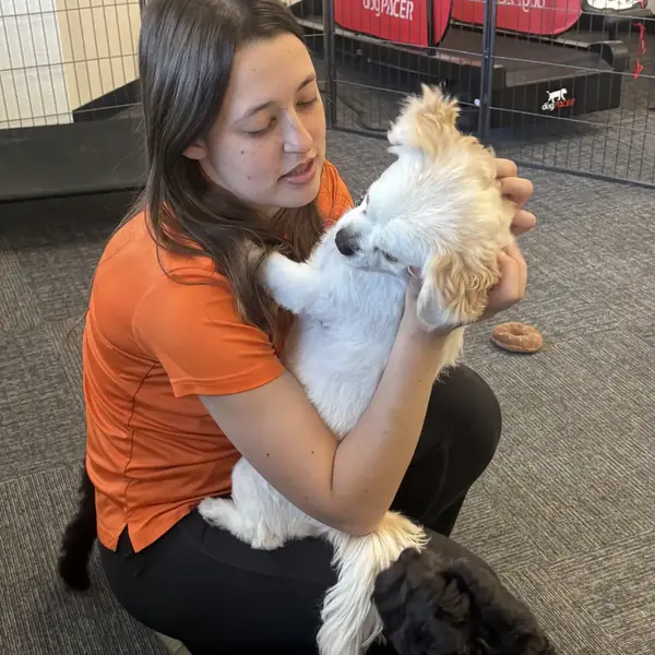 Dog enjoying daycare at K9 Rox Club Las Vegas